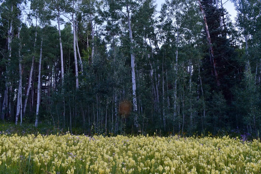 LLC name availability in Alaska